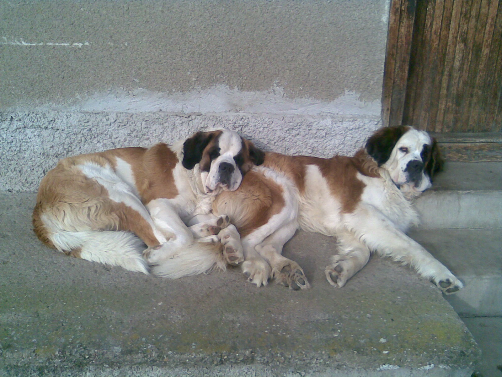 Obraz004.jpg